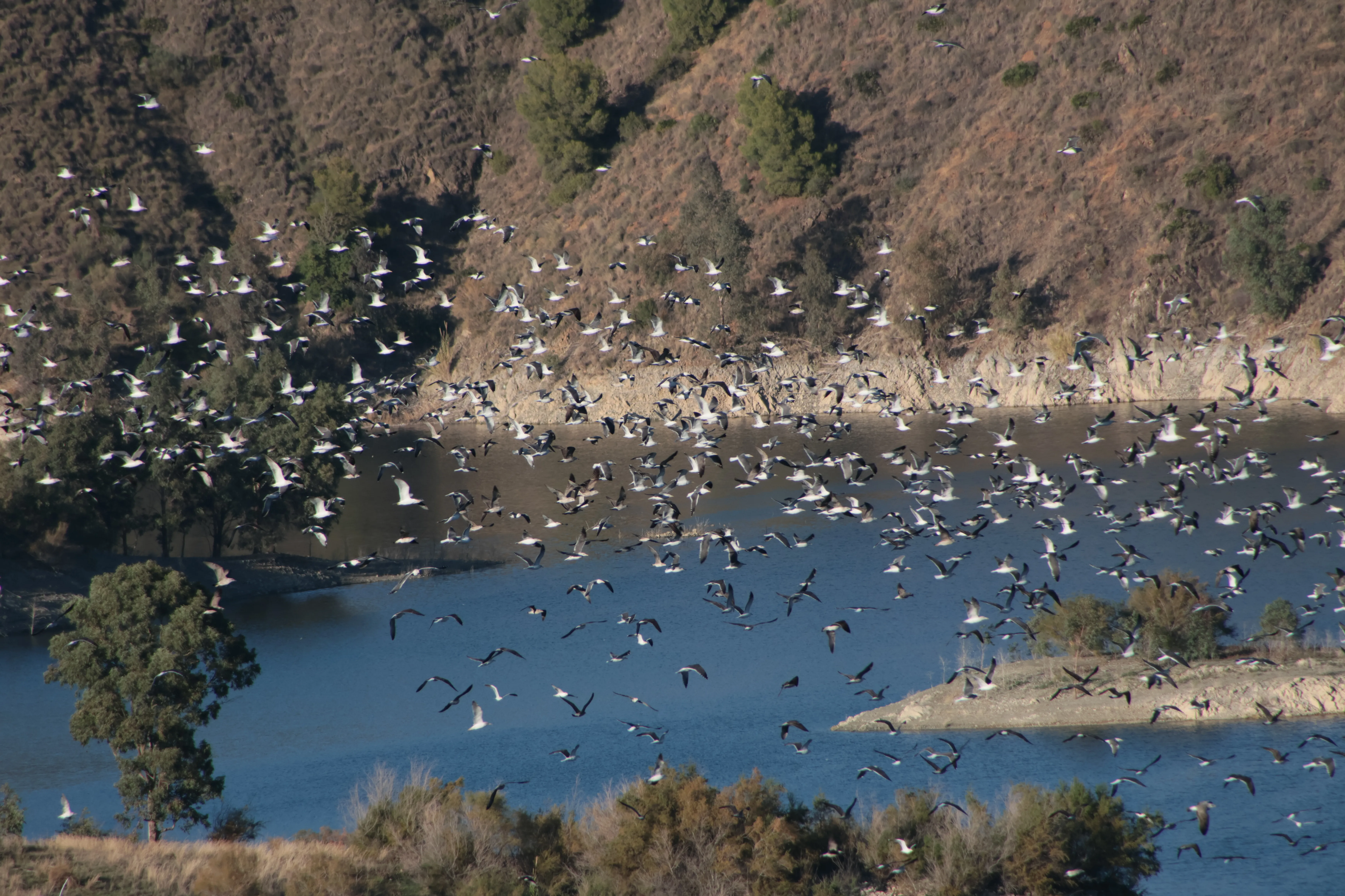 Tamron 28-300mm F3.5-6.3 (EF) - AI4A6013.webp